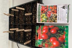 Sowing Tomato seeds for Summer crop